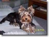 Jork��rsk� terier, Yorkshire Terrier,