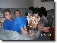 Jork��rsk� terier, Yorkshire Terrier,