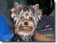 Jork��rsk� terier, Yorkshire Terrier,