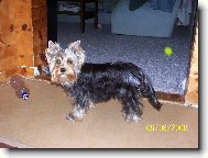 Jork��rsk� terier, Yorkshire Terrier,