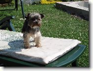 Jork��rsk� terier, Yorkshire Terrier,