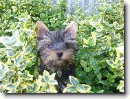Jork��rsk� terier, Yorkshire Terrier,