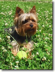 Jork��rsk� terier, Yorkshire Terrier,