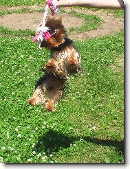 Jork��rsk� terier, Yorkshire Terrier,