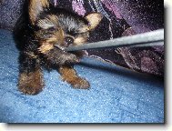 Jork��rsk� terier, Yorkshire Terrier,