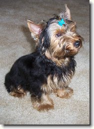 Jork��rsk� terier, Yorkshire Terrier,