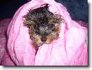 Jork��rsk� terier, Yorkshire Terrier,