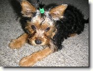 Jork��rsk� terier, Yorkshire Terrier,