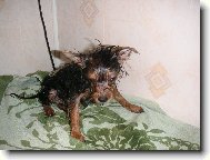 Jork��rsk� terier, Yorkshire Terrier,