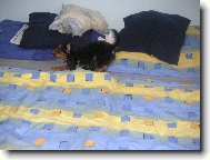 Jork��rsk� terier, Yorkshire Terrier,