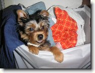 Jork��rsk� terier, Yorkshire Terrier,