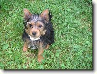 Jork��rsk� terier, Yorkshire Terrier,