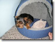 Jork��rsk� terier, Yorkshire Terrier,