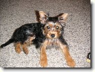 Jork��rsk� terier, Yorkshire Terrier,