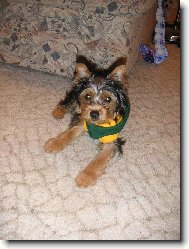 Jork��rsk� terier, Yorkshire Terrier,