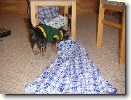 Jork��rsk� terier, Yorkshire Terrier,