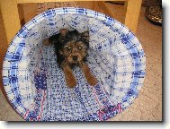 Jork��rsk� terier, Yorkshire Terrier,