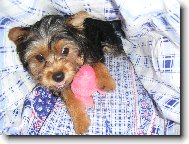 Jork��rsk� terier, Yorkshire Terrier,
