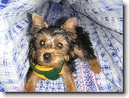 Jork��rsk� terier, Yorkshire Terrier,