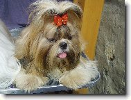 �icu, Shih-Tzu
