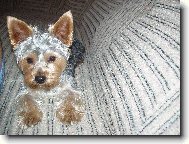 Jork��rsk� terier, Yorkshire Terrier,