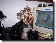 Jork��rsk� terier, Yorkshire Terrier,