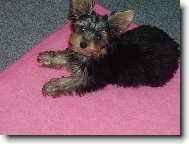 Jork��rsk� terier, Yorkshire Terrier,