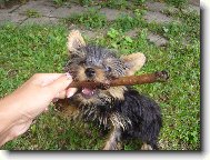 Jork��rsk� terier, Yorkshire Terrier,