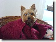 Jork��rsk� terier, Yorkshire Terrier,