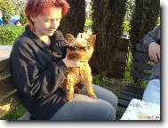 Jork��rsk� terier, Yorkshire Terrier,