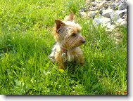 Jork��rsk� terier, Yorkshire Terrier,