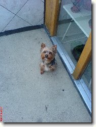 Jork��rsk� terier, Yorkshire Terrier,