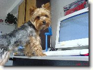Jork��rsk� terier, Yorkshire Terrier,