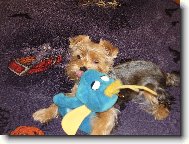 Jork��rsk� terier, Yorkshire Terrier,