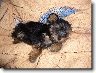 Jork��rsk� terier, Yorkshire Terrier,