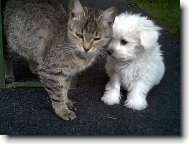 Bichon � poil fris�, Bichon Frise