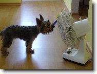 Jork��rsk� terier, Yorkshire Terrier,