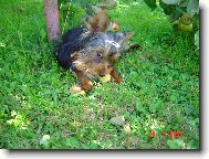 Jork��rsk� terier, Yorkshire Terrier,