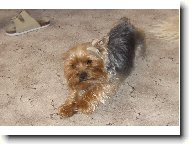 Jork��rsk� terier, Yorkshire Terrier,