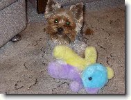 Jork��rsk� terier, Yorkshire Terrier,