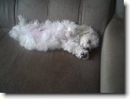 Bichon � poil fris�, Bichon Frise