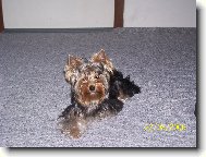 Jork��rsk� terier, Yorkshire Terrier,