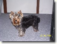 Jork��rsk� terier, Yorkshire Terrier,