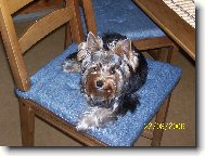 Jork��rsk� terier, Yorkshire Terrier,