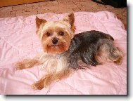Jork��rsk� terier, Yorkshire Terrier,
