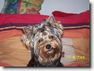 Jork��rsk� terier, Yorkshire Terrier,