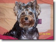 Jork��rsk� terier, Yorkshire Terrier,