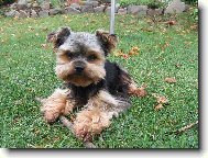 Jork��rsk� terier, Yorkshire Terrier,