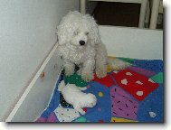 Bichon � poil fris�, Bichon Frise