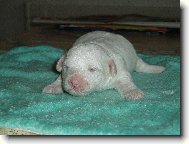 Bichon � poil fris�, Bichon Frise